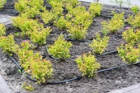 Drip irrigation around shrubs.